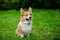 A welsh corgi named Austin sits on a green lawn and waits for a command. The dog stuck out its tongue impatiently. Close