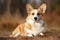 Welsh Corgi - originating from Wales (Generative AI)