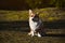 Welsh Corgi Pembroke