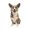 Welsh corgi pembroke adult dog seen from the front facing the ca