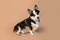 Welsh Corgi Pembroke breed dog of black, tan and white color