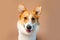 Welsh Corgi Pembroke breed dog of red and white color on empty tan background