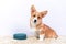 Welsh corgi Pembroke or cardigan puppy is sitting on soft fluffy rug next to empty ceramic bowl and patiently waiting