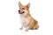 Welsh Corgi Pembroke dog