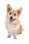 Welsh Corgi Pembroke dog