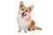 Welsh Corgi Pembroke dog