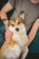 Welsh corgi pembroke dog being cuddled by the owner on the sofa