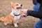 Welsh corgi pembroke dog giving a paw during positive clicker trainng