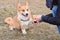 Welsh corgi pembroke dog giving a paw during positive clicker trainng