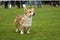 Welsh Corgi Pembroke dog during the show in the ring