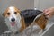 Welsh corgi pembroke dog taking a shower with soap and water.  Dog taking a bubble bath in grooming salon