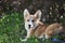 Welsh Corgi Pembroke on a leash lies