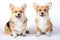 Welsh corgi pembroke mother and daughter in studio in front on w