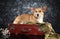 Welsh Corgi Pembroke on old suitcase