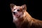 Welsh Corgi Pembroke Portrait. Adorable Fluffy Corgi against a black background.