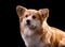 Welsh Corgi Pembroke Portrait. Adorable Fluffy Corgi against a black background.