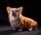 Welsh Corgi Pembroke Portrait. Adorable Fluffy Corgi against a black background.