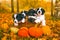 Welsh corgi pembroke puppies dogs with pumpkins