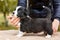 Welsh corgi pembroke puppy dog posing in standing