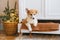 Welsh corgi pembroke puppy peeks out of the drawer cabinet