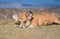 Welsh corgi pembroke puppy playing in the sand on the beach