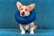 Welsh corgi Pembroke puppy with protective inflatable collar around its neck, or foam pillow inside casing. Dog is