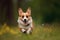 Welsh Corgi Pembroke running in the grass AI Generated