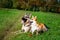 Welsh corgi pembroke and shepherd