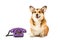 welsh corgi pembroke sitting near telephone