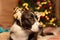 Welsh Corgi Pembroke. Thoroughbred dog at the Christmas tree. Christmas decorations. Pets