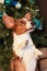 Welsh Corgi Pembroke. A thoroughbred dog. Holidays and events. Christmas