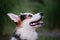 Welsh Corgi Pembroke tricolor on walk in summer park in morning. Portrait of smallest shepherd dog in the world close up on green