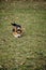 Welsh corgi Pembroke tricolor walks in the park in early spring. A small shepherd dog is lying in a green clearing and