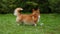 Welsh corgi pembroke walks in the park on a green lawn. The dog runs with a toy soccer ball in its mouth, stops and