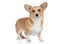 Welsh corgi Pembroke on white background