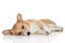 Welsh corgi Pembroke on a white background