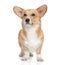 Welsh corgi Pembroke on white background