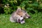 Welsh Corgi puppy lying in a green grass near a bush and gnawing a bone - image