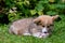 Welsh Corgi puppy lying in a green grass near a bush and gnawing a bone - image