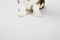 Welsh corgi puppy paws on white