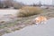 Welsh Corgi puppy play in publik park on footpath