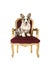 Welsh corgi puppy sitting on a red and gold baroque chair