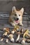 Welsh Corgi sitting on a gray wooden background and autumn mushroom harvest