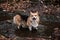 Welsh corgi stands in river with his paws and enjoys life. Portrait of charming Pembroke tricolor in woods. English Shepherd dog