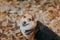 Welsh Corgi tricolour dog looking into the camera and smile in front of autumn leaves background