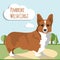 Welsh corgi vector