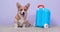 Welsh Corgy puppy sits near closed suitcase toy at home