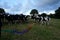 Welsh cows friendly and very curious