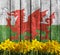 Welsh flag and daffodils