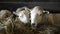 Welsh flock of Ewe Sheep and lambs feeding on hay inside a barn shed in Wales, March 2023